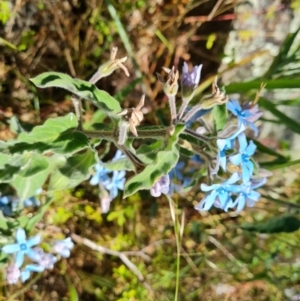 Oxypetalum coeruleum at Jerrabomberra, ACT - 3 Jan 2023 10:49 AM