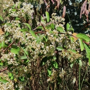 Cotoneaster glaucophyllus at Jerrabomberra, ACT - 3 Jan 2023