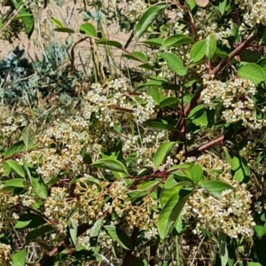 Cotoneaster glaucophyllus at Jerrabomberra, ACT - 3 Jan 2023