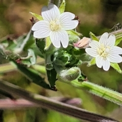 Epilobium hirtigerum (Hairy Willowherb) at Mcleods Creek Res (Gundaroo) - 3 Jan 2023 by trevorpreston