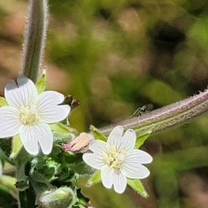 Epilobium hirtigerum at Gundaroo, NSW - 3 Jan 2023 11:41 AM