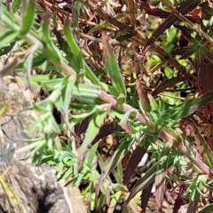 Epilobium hirtigerum at Gundaroo, NSW - 3 Jan 2023