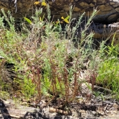 Epilobium hirtigerum at Gundaroo, NSW - 3 Jan 2023