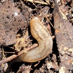 Ambigolimax nyctelia (Striped Field Slug) at Gundaroo, NSW - 3 Jan 2023 by trevorpreston