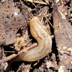 Ambigolimax sp. (valentius and waterstoni) (Striped Field Slug) at Gundaroo, NSW - 3 Jan 2023 by trevorpreston