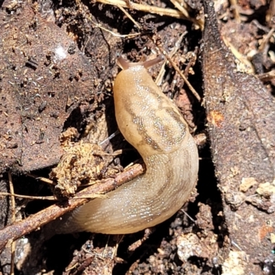 Ambigolimax sp. (valentius and waterstoni) (Striped Field Slug) at Gundaroo, NSW - 3 Jan 2023 by trevorpreston