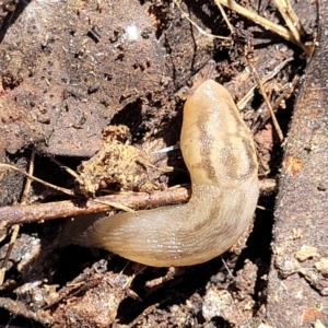 Ambigolimax sp. (valentius and waterstoni) at Gundaroo, NSW - 3 Jan 2023 11:36 AM