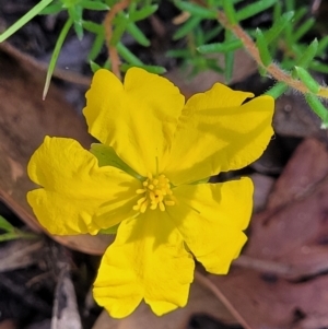 Hibbertia calycina at Gundaroo, NSW - 3 Jan 2023 11:32 AM