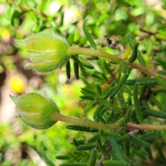 Hibbertia calycina at Gundaroo, NSW - 3 Jan 2023 11:32 AM