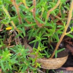 Hibbertia calycina at Gundaroo, NSW - 3 Jan 2023 11:32 AM