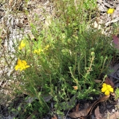 Hibbertia calycina at Gundaroo, NSW - 3 Jan 2023 11:32 AM