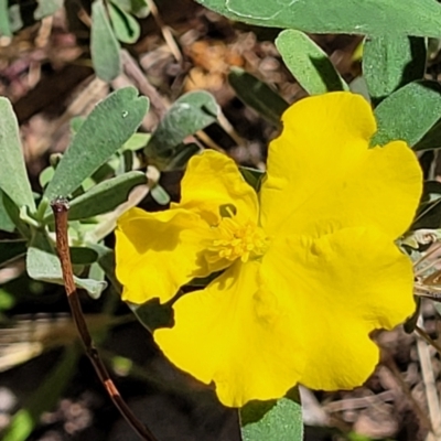 Hibbertia obtusifolia (Grey Guinea-flower) at Gundaroo, NSW - 3 Jan 2023 by trevorpreston