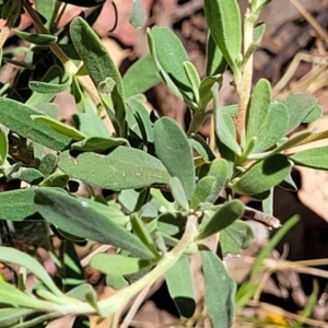 Hibbertia obtusifolia at Gundaroo, NSW - 3 Jan 2023 11:27 AM