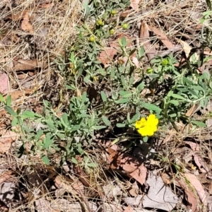 Hibbertia obtusifolia at Gundaroo, NSW - 3 Jan 2023