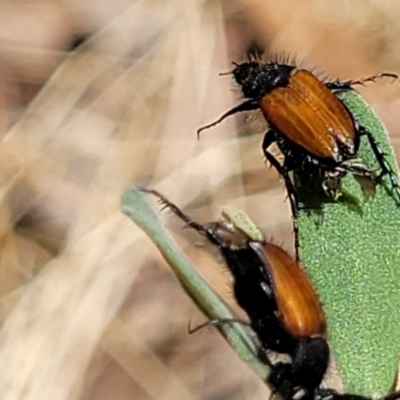 Phyllotocus rufipennis (Nectar scarab) at Gundaroo, NSW - 3 Jan 2023 by trevorpreston