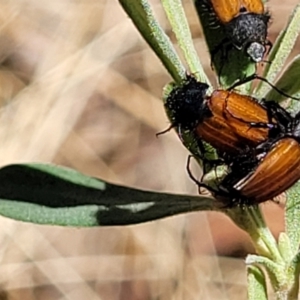 Phyllotocus rufipennis at Gundaroo, NSW - 3 Jan 2023