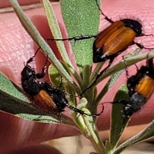 Phyllotocus rufipennis at Gundaroo, NSW - 3 Jan 2023