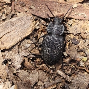 Adelium porcatum at Gundaroo, NSW - 3 Jan 2023 11:26 AM