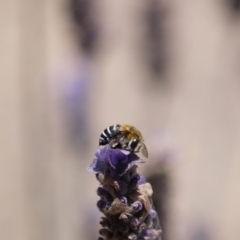 Amegilla sp. (genus) (Blue Banded Bee) at Holt, ACT - 3 Jan 2023 by darrenw