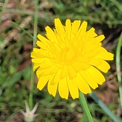 Hypochaeris radicata (Cat's Ear, Flatweed) at Gundaroo, NSW - 3 Jan 2023 by trevorpreston