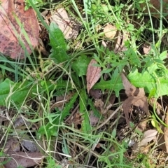 Hypochaeris radicata at Gundaroo, NSW - 3 Jan 2023 11:23 AM