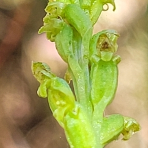 Microtis parviflora at Gundaroo, NSW - 3 Jan 2023