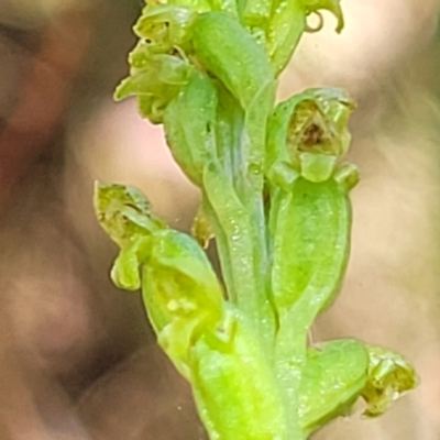 Microtis parviflora (Slender Onion Orchid) at Mcleods Creek Res (Gundaroo) - 3 Jan 2023 by trevorpreston