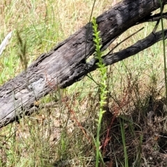 Microtis parviflora at Gundaroo, NSW - 3 Jan 2023