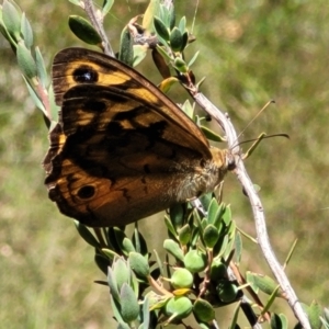 Heteronympha merope at Gundaroo, NSW - 3 Jan 2023 11:18 AM