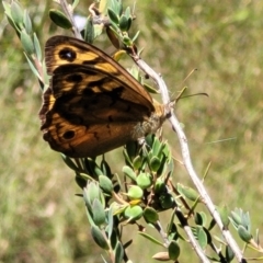 Heteronympha merope at Gundaroo, NSW - 3 Jan 2023 11:18 AM