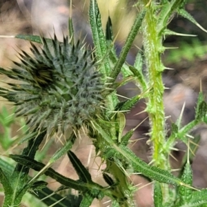 Cirsium vulgare at Gundaroo, NSW - 3 Jan 2023