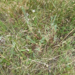 Epilobium billardiereanum at Hackett, ACT - 3 Jan 2023 01:20 PM