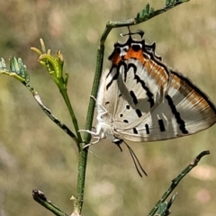 Jalmenus evagoras (Imperial Hairstreak) at Gundaroo, NSW - 3 Jan 2023 by trevorpreston