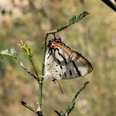 Jalmenus evagoras at Gundaroo, NSW - 3 Jan 2023