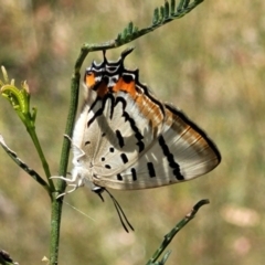 Jalmenus evagoras at Gundaroo, NSW - 3 Jan 2023