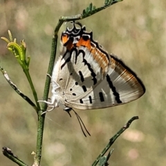 Jalmenus evagoras at Gundaroo, NSW - 3 Jan 2023 11:13 AM