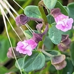 Scutellaria humilis (Dwarf Skullcap) at Gundaroo, NSW - 3 Jan 2023 by trevorpreston