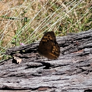 Heteronympha merope at Gundaroo, NSW - 3 Jan 2023 11:10 AM