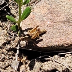 Phaulacridium vittatum at Gundaroo, NSW - 3 Jan 2023 11:09 AM