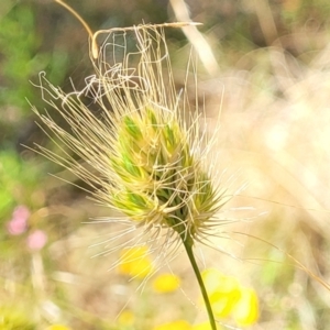 Cynosurus echinatus at Gundaroo, NSW - 3 Jan 2023