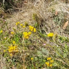 Cynosurus echinatus at Gundaroo, NSW - 3 Jan 2023