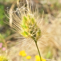 Cynosurus echinatus at Gundaroo, NSW - 3 Jan 2023 11:07 AM