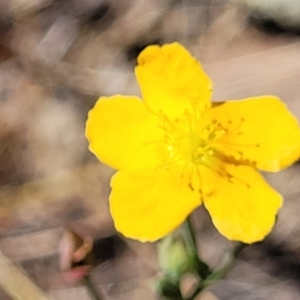 Hypericum gramineum at Gundaroo, NSW - 3 Jan 2023