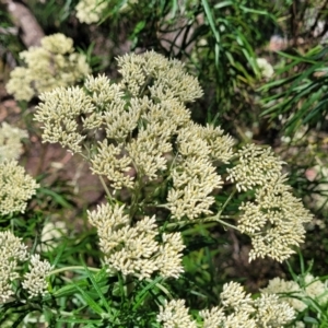 Cassinia longifolia at Gundaroo, NSW - 3 Jan 2023