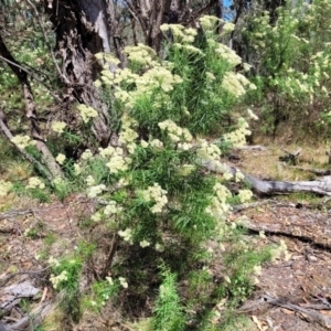 Cassinia longifolia at Gundaroo, NSW - 3 Jan 2023 11:04 AM