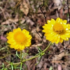 Xerochrysum viscosum (Sticky Everlasting) at Gundaroo, NSW - 3 Jan 2023 by trevorpreston