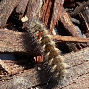 Anthela (genus) immature at Tennent, ACT - 2 Jan 2023 09:09 AM