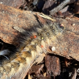 Anthela (genus) immature at Tennent, ACT - 2 Jan 2023 09:09 AM