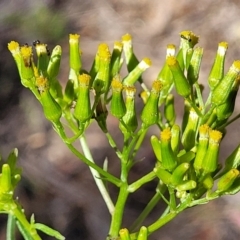 Senecio diaschides (Erect Groundsel) at Gundaroo, NSW - 2 Jan 2023 by trevorpreston