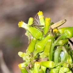 Senecio diaschides at Gundaroo, NSW - 3 Jan 2023 10:59 AM